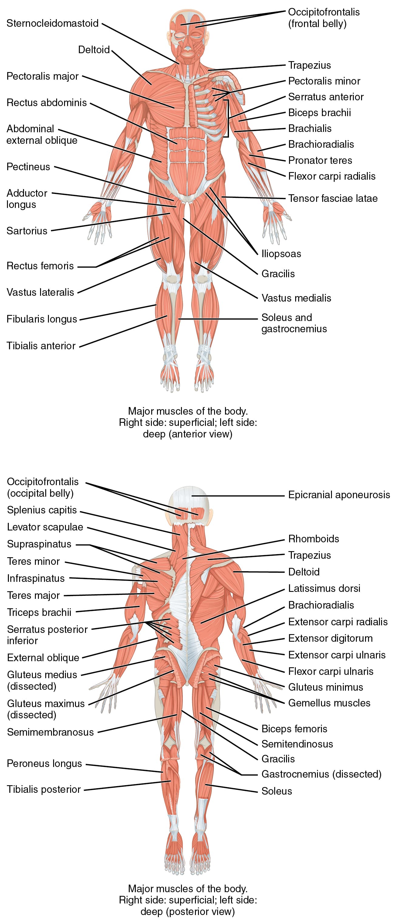 Anatomical muscular figure, anterior view